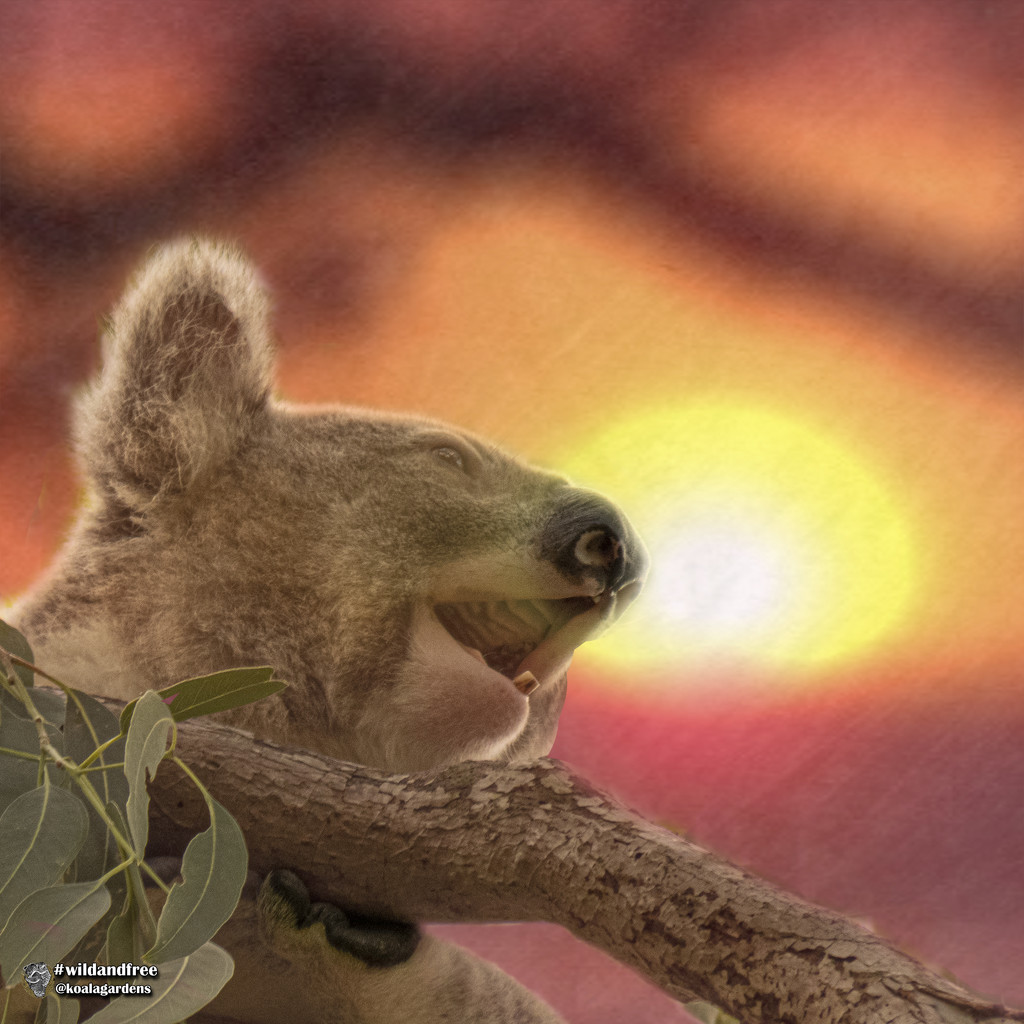 morning glory by koalagardens