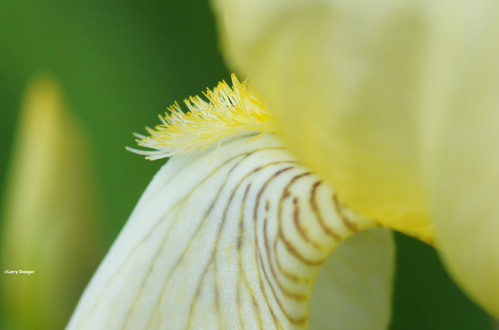 Inside look at Iris by larrysphotos