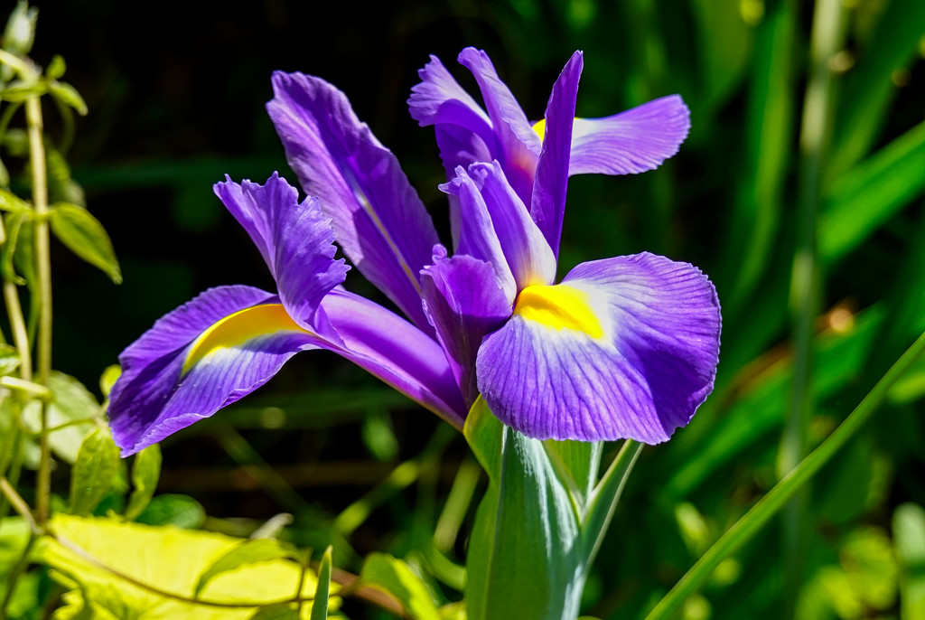 Iris. by tonygig