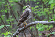 18th May 2020 - A young hawk, seen on today's hike.