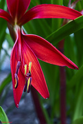 17th May 2020 - Mexican Amaryllis
