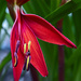 Mexican Amaryllis by lstasel
