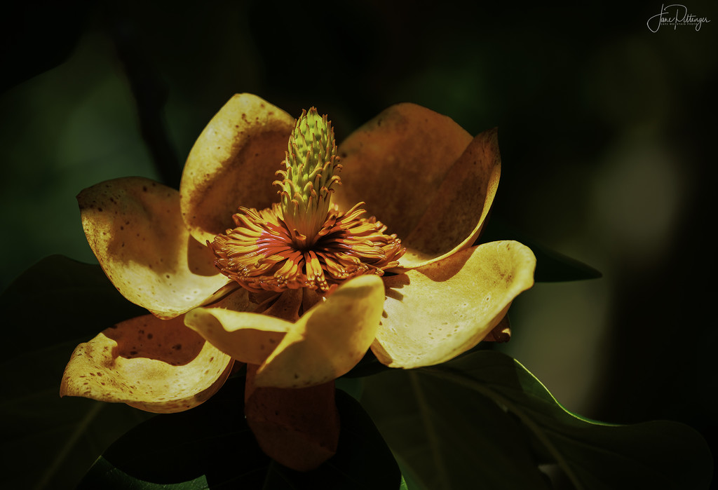 Unusual Magnolia Flower  by jgpittenger
