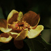 Unusual Magnolia Flower  by jgpittenger