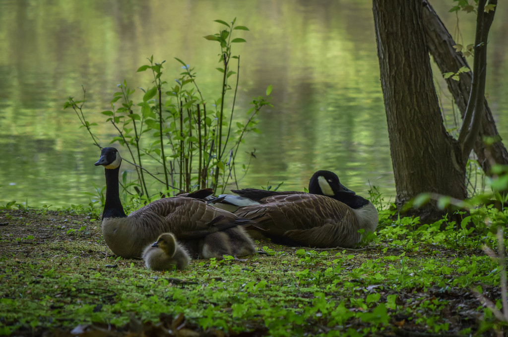 Family Nap Time by marylandgirl58