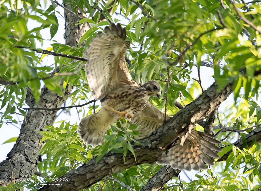 Red-Shouldered Hawk (not quite flying) by lynne5477