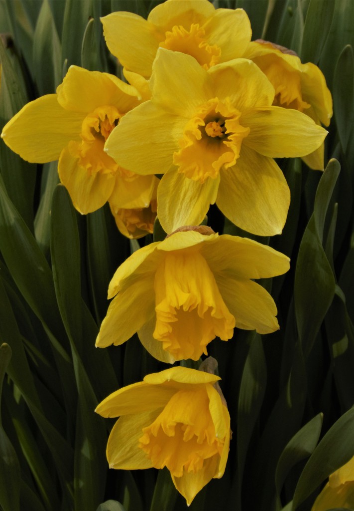 My Daffodils! by radiogirl