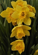 18th May 2020 - My Daffodils!