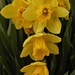 My Daffodils! by radiogirl