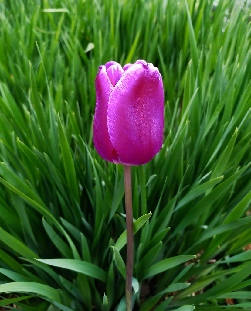 Magenta Tulip by houser934