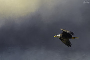 19th May 2020 - Bald Eagle In Flight with textures