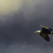 Bald Eagle In Flight with textures by jgpittenger