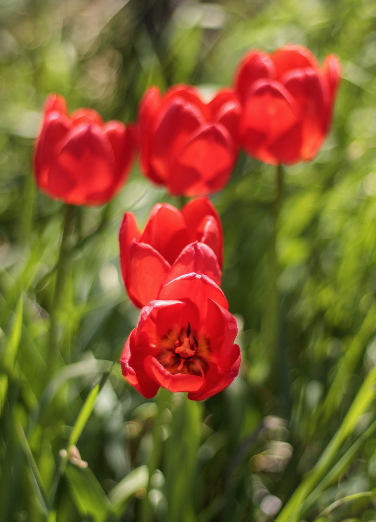 tulips by aecasey