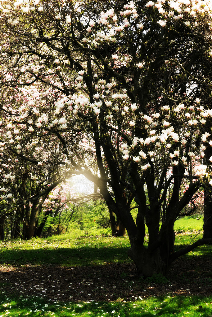 Magnolia Flowering Splendour ... by pdulis