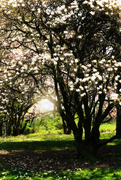18th May 2020 - Magnolia Flowering Splendour ...