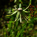 Texas dandelion by eudora