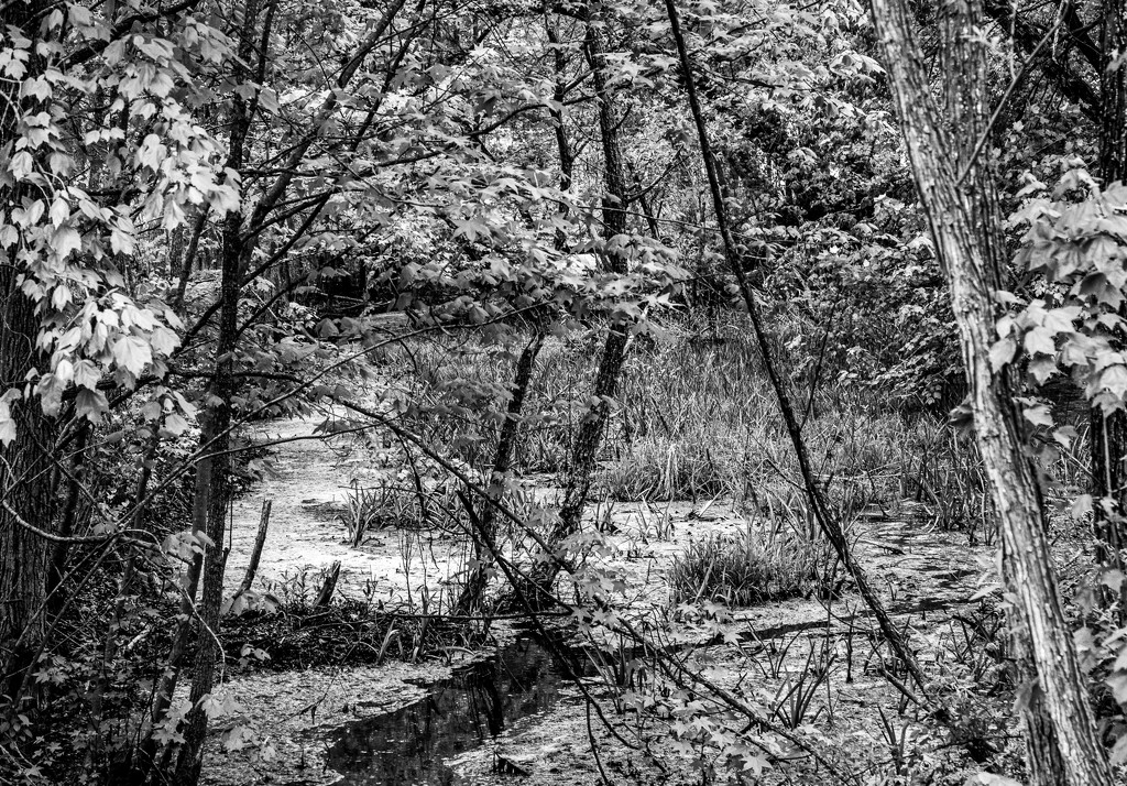 Stream & Woods by hjbenson