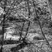 Stream & Woods by hjbenson