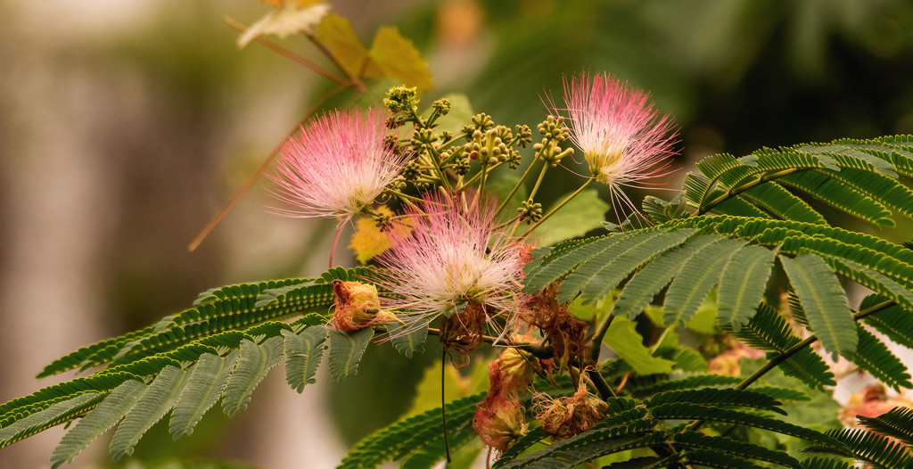Mimosa Flowers! by rickster549