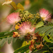 Mimosa Flowers! by rickster549