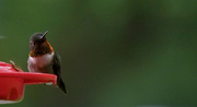17th May 2020 - Ruby Throated Hummingbird