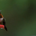 Ruby Throated Hummingbird by lsquared