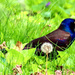 Grackle in the Grass by mzzhope