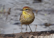 18th May 2020 - Palm Warbler