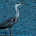 Hungry Heron  by judithmullineux