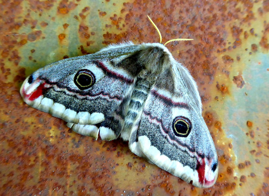 Emperor moth female by steveandkerry