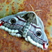 Emperor moth female by steveandkerry