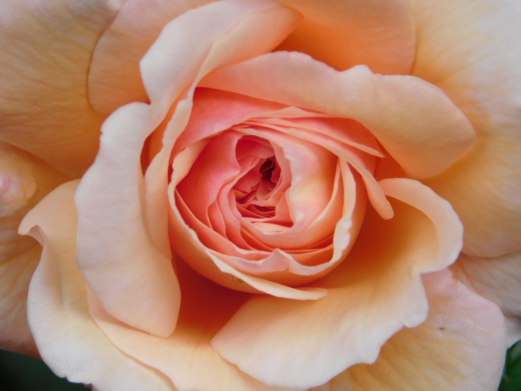 Unfurling rosebud by 365anne