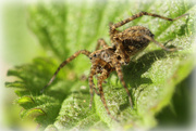 19th May 2020 - Wolf Spider