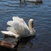 Swan by jb030958