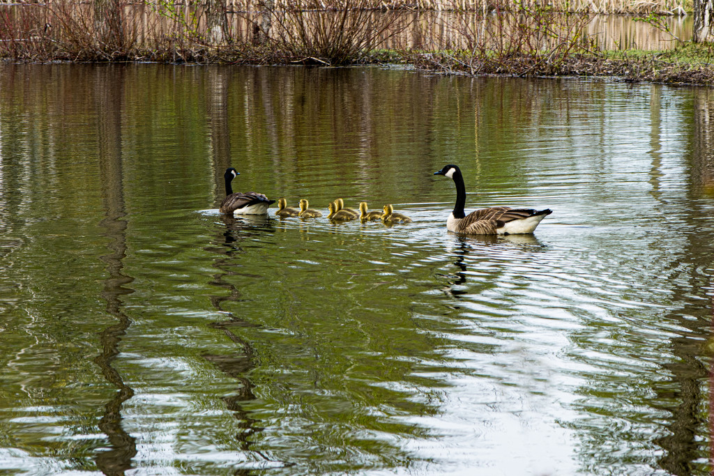 Eight Geese A-Swimming by farmreporter