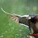 DUCK!!!!! by stevejacob