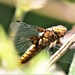 Female Scarce Chaser by julienne1