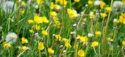19th May 2020 - Mainly Buttercups