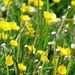 Mainly Buttercups by fishers
