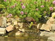 19th May 2020 - Young Blackbird having a Drink