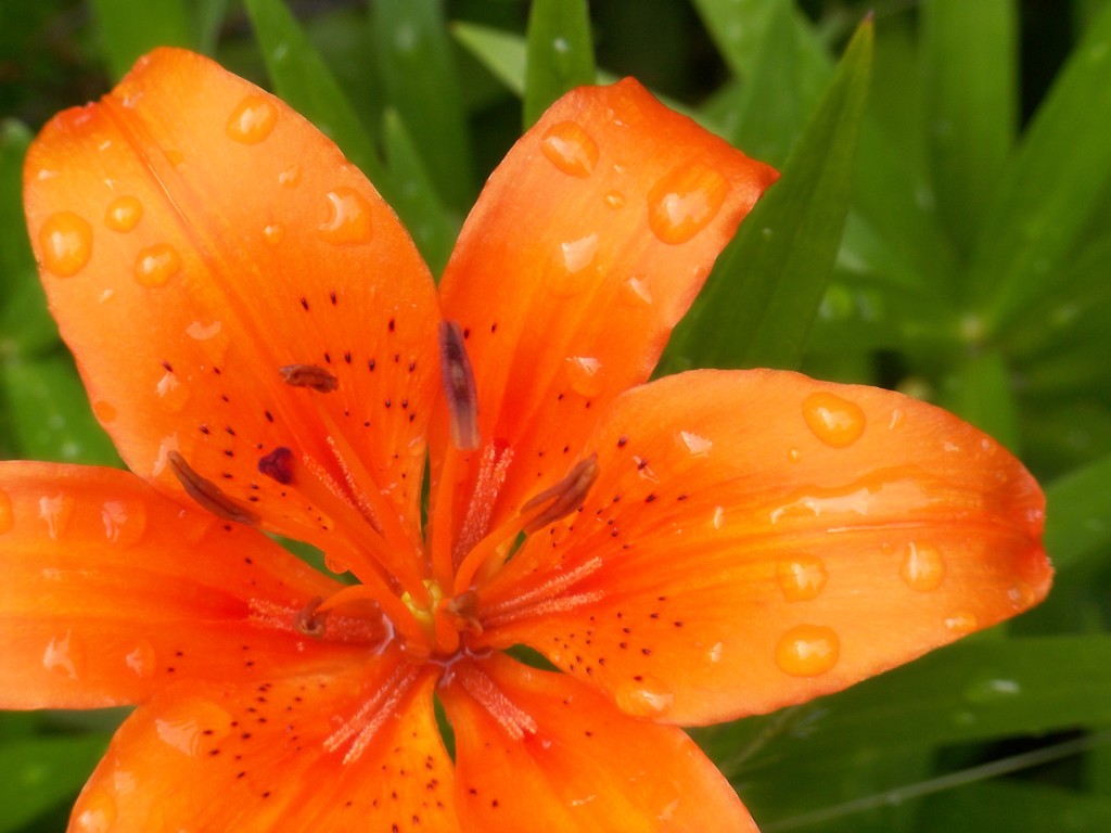 Rain on the lily by marlboromaam
