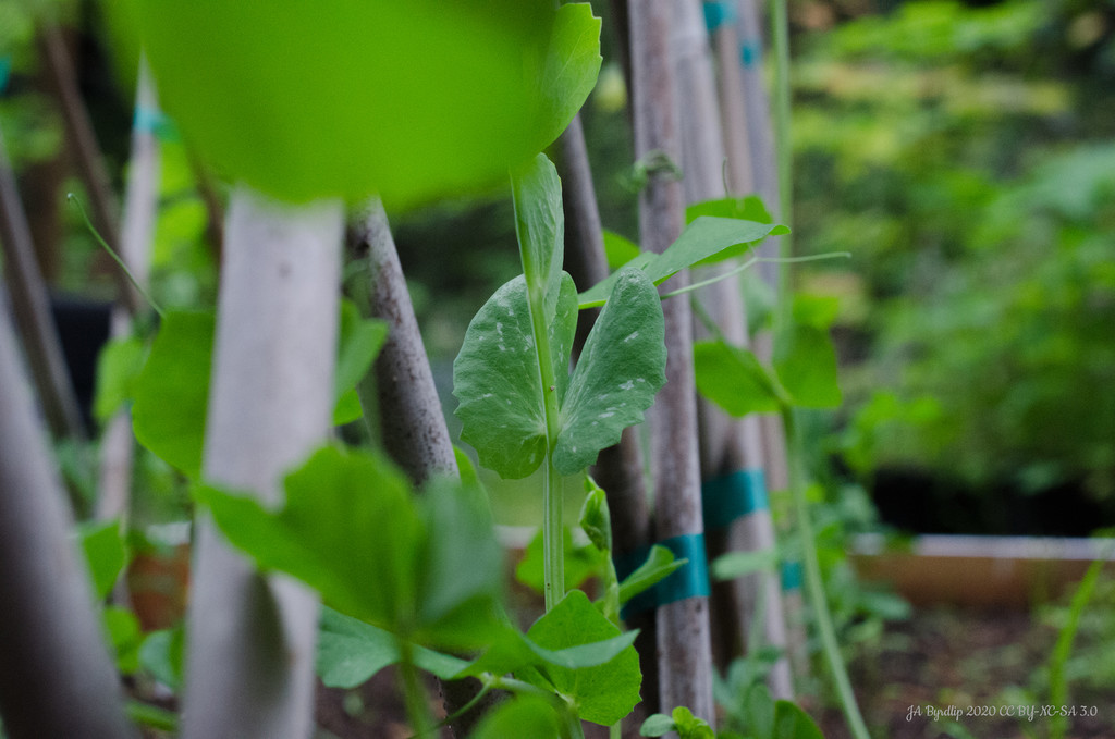 Pea Plants by byrdlip