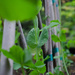 Pea Plants by byrdlip