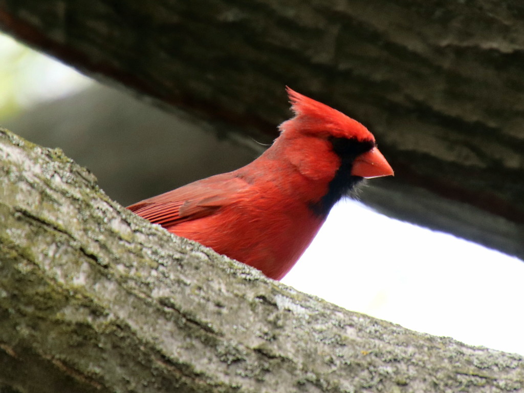 Cardinal by randy23
