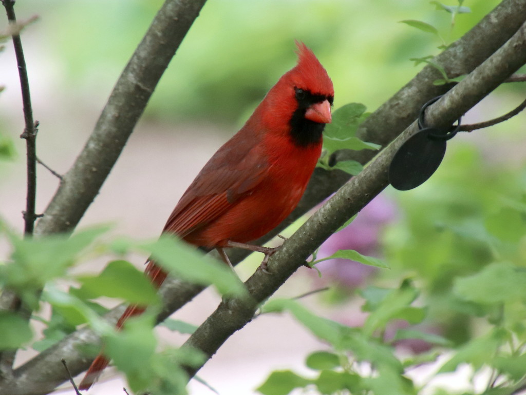 Cardinal Looking At Me by randy23