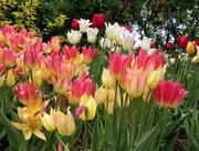 8th Apr 2020 - Group of Flowers 
