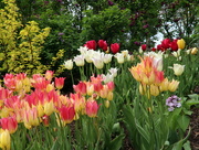 28th Apr 2020 - Flower Garden