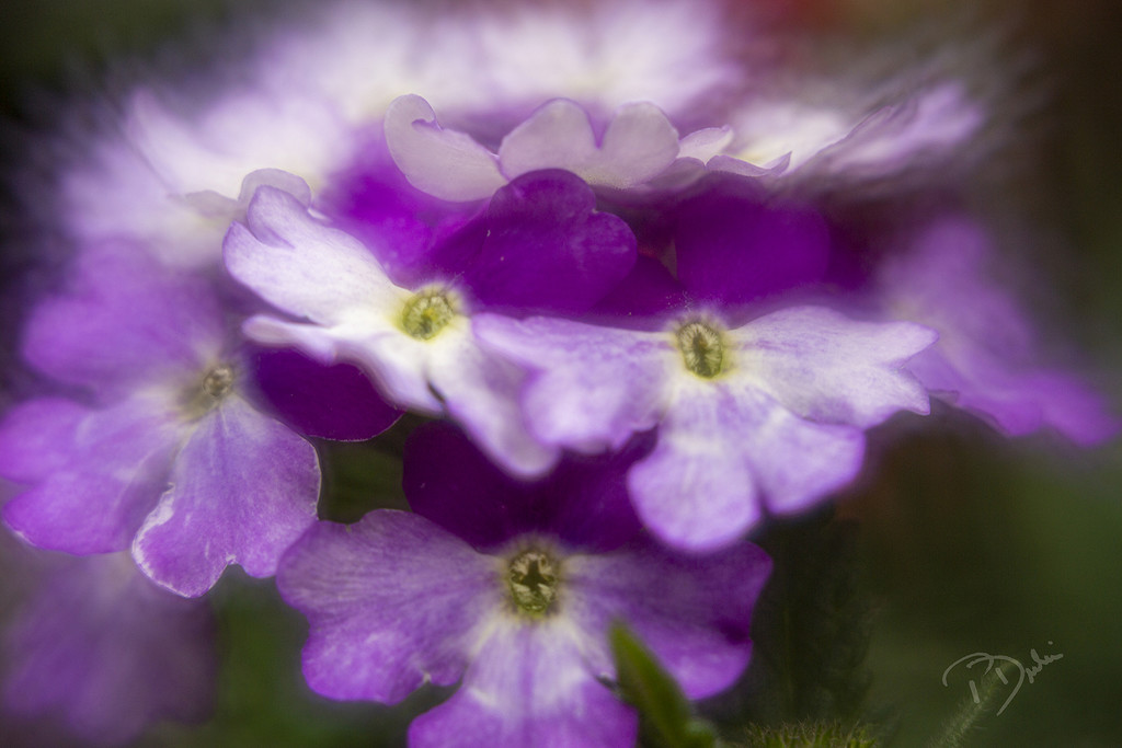 Slender Vervain Flower by pdulis