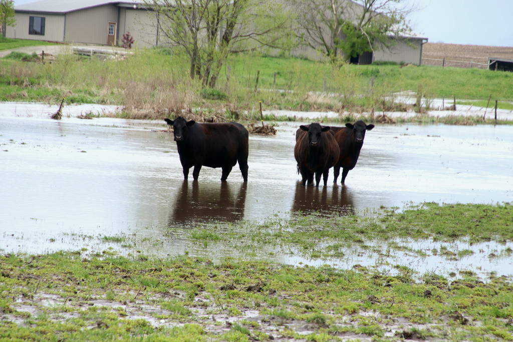 Cows Enjoying The Extra Water by randy23
