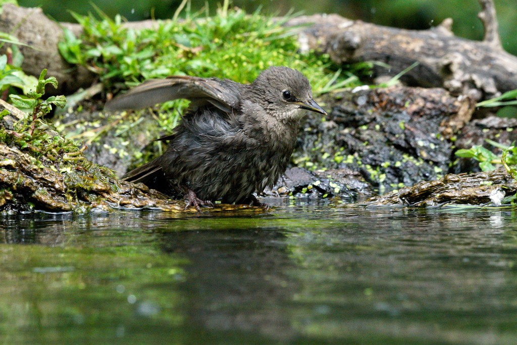 SOGGY BABY STARLING by markp